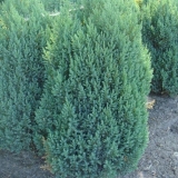 Kineska kleka stroga: opis, sadnja i njega